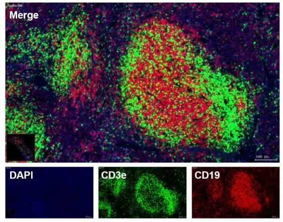 Fluorescence Immunostaining Image of Tissue Section